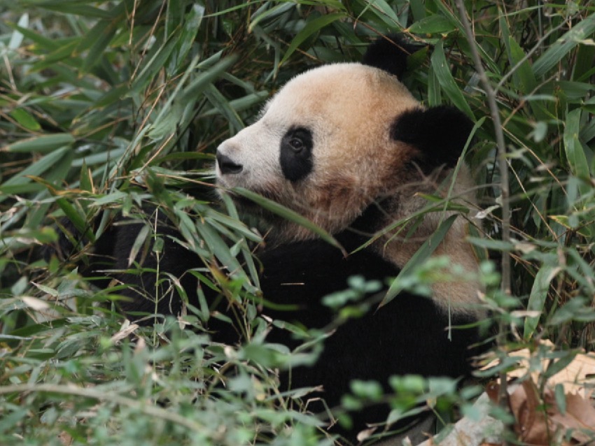 Ambassador: French people love giant panda Yuan Meng very much