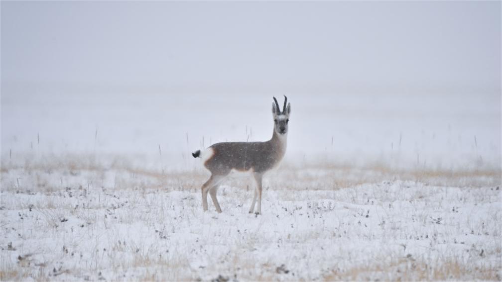 Wild Mongolian gazelles migrate