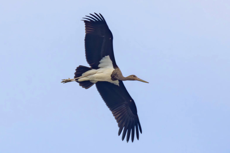 Rare storks spotted in Xiamen, SE China's Fujian