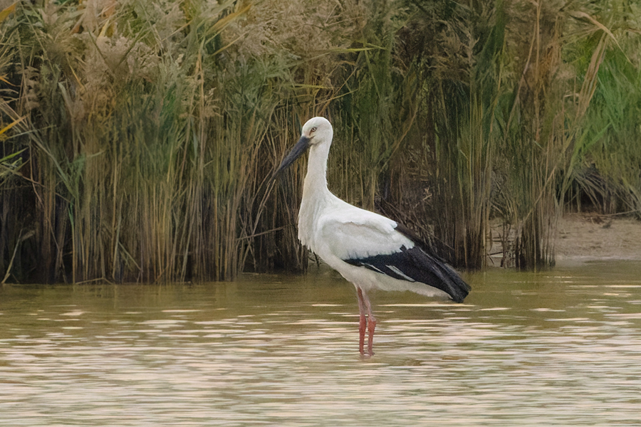 Rare storks spotted in Xiamen, SE China's Fujian