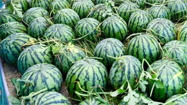 Trending in China | Traditional Chinese medicine made from watermelon