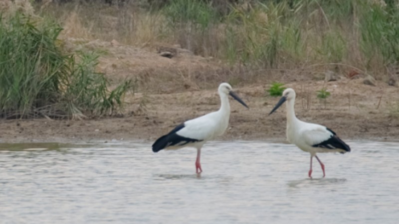 Rare storks spotted in Xiamen, SE China's Fujian
