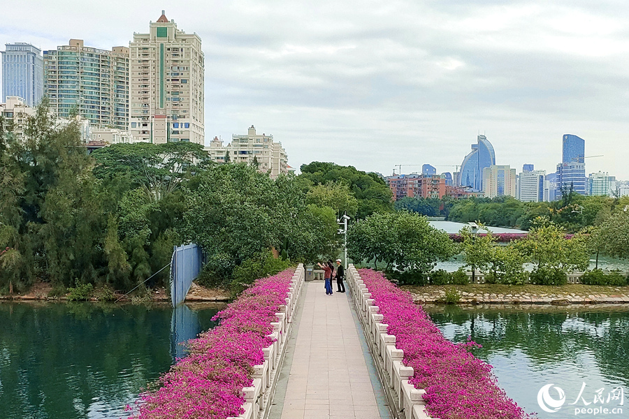 Colorful bougainvillea flowers in full bloom in Xiamen, SE China's Fujian