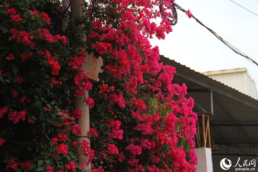 Colorful bougainvillea flowers in full bloom in Xiamen, SE China's Fujian