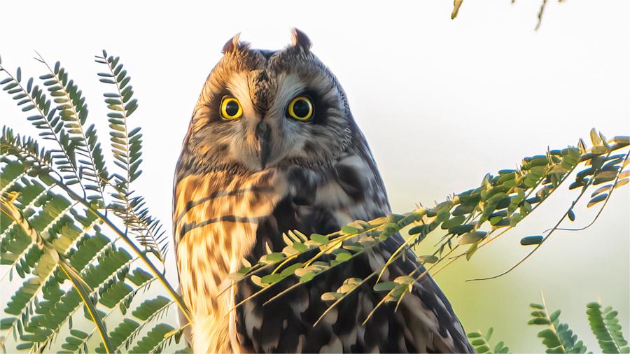 Rare short-eared owls appear in E China's Xiamen