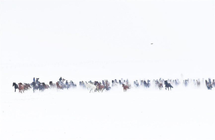 Horses gallop on snow-covered grasslands in NW China's Xinjiang