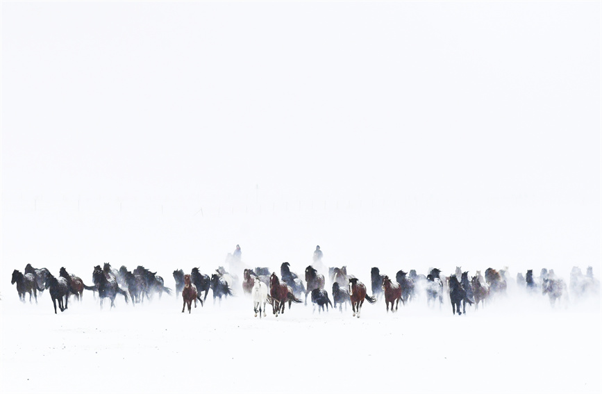 Horses gallop on snow-covered grasslands in NW China's Xinjiang
