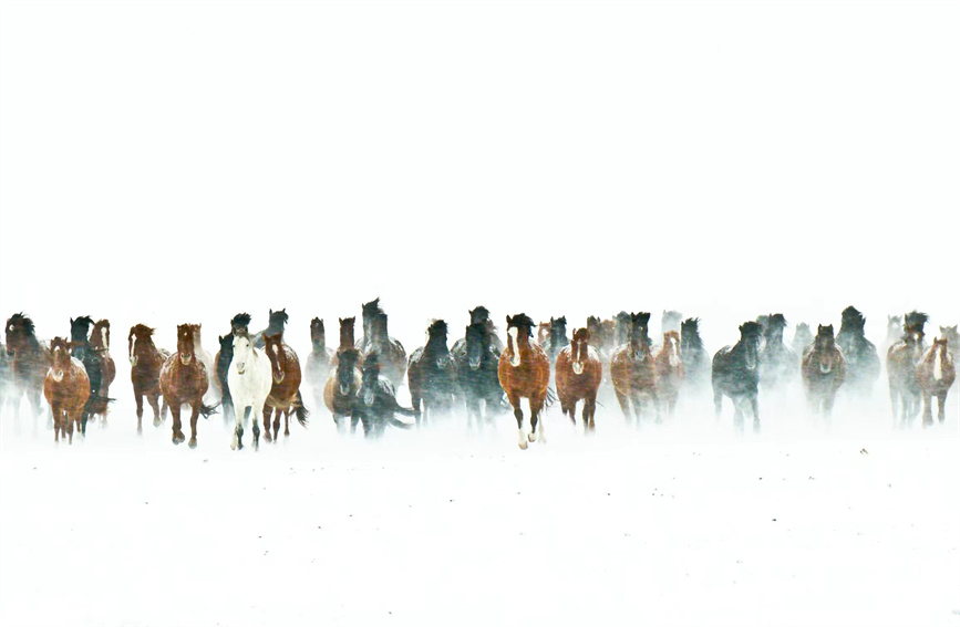 Horses gallop on snow-covered grasslands in NW China's Xinjiang