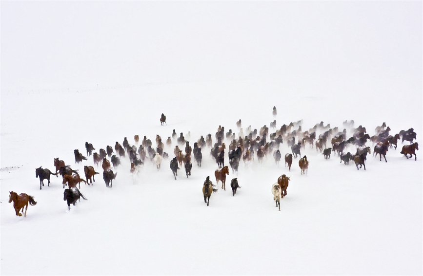 Horses gallop on snow-covered grasslands in NW China's Xinjiang