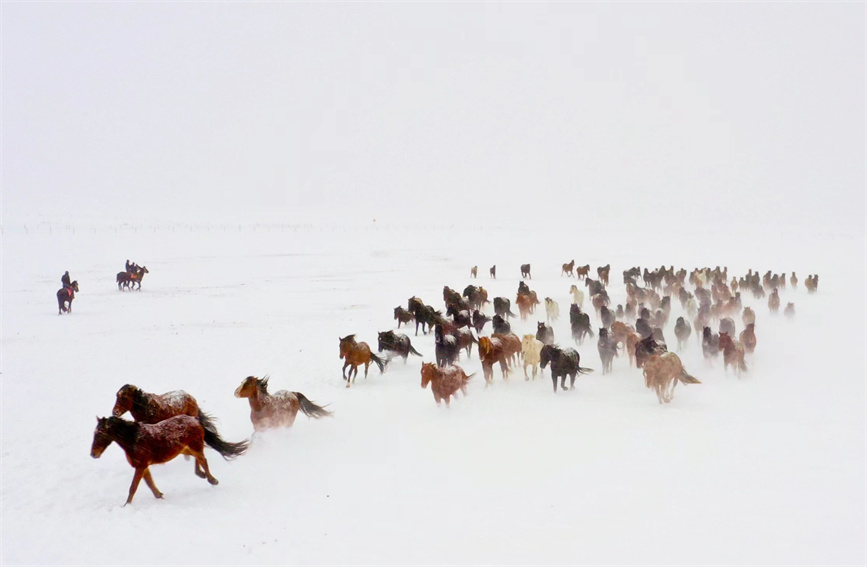 Horses gallop on snow-covered grasslands in NW China's Xinjiang