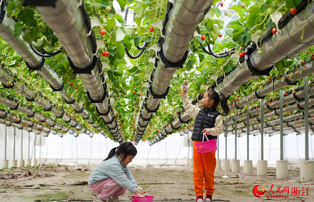 Children pick strawberries at hanging strawberry farm in E China's Zhejiang