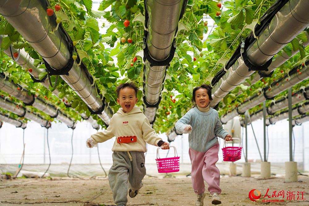 Children pick strawberries at hanging strawberry farm in E China's Zhejiang