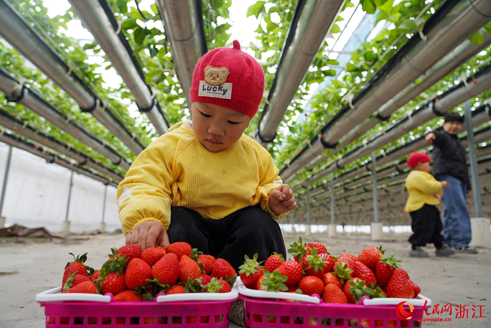 Children pick strawberries at hanging strawberry farm in E China's Zhejiang