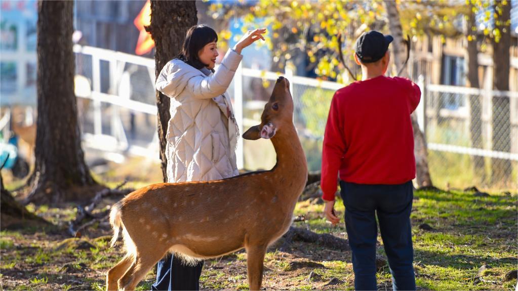 Sika deer forage for food in Hangzhou