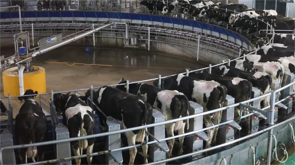 From Hebei to the world: A journey into the dairy industry
