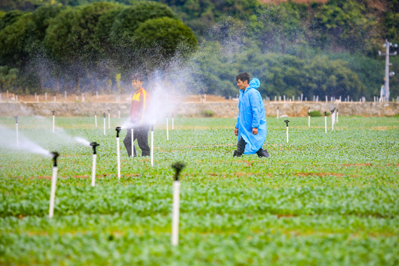 Farmers work at vegetable production demonstration base in S China's Guangxi