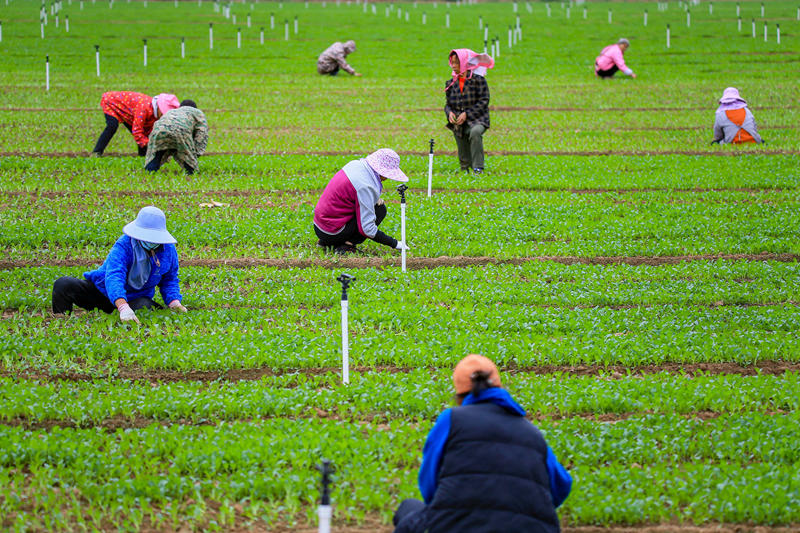Farmers work at vegetable production demonstration base in S China's Guangxi
