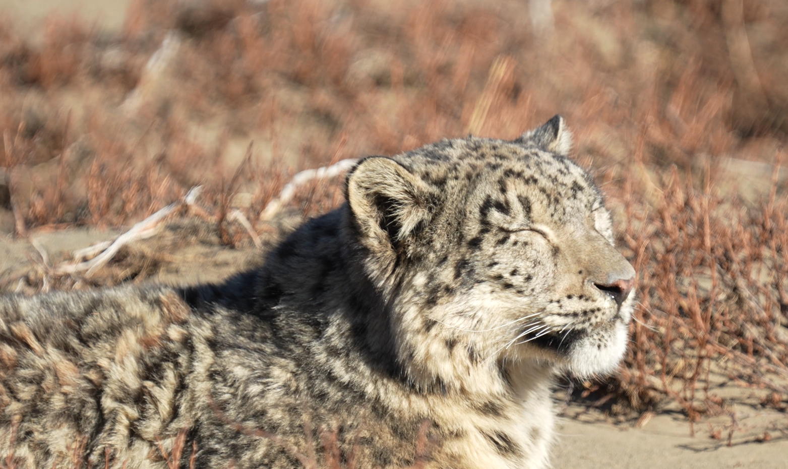 Rare footage of snow leopard captured in NW China's Qinghai