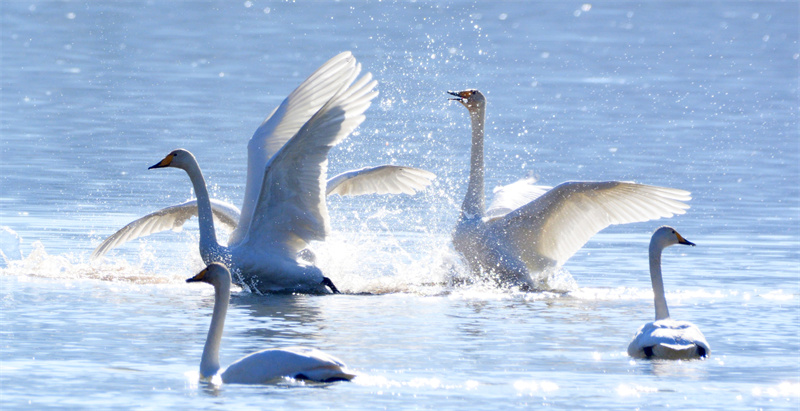 Reservoir area showcases 'Swan Lake' scene in NW China's Qinghai