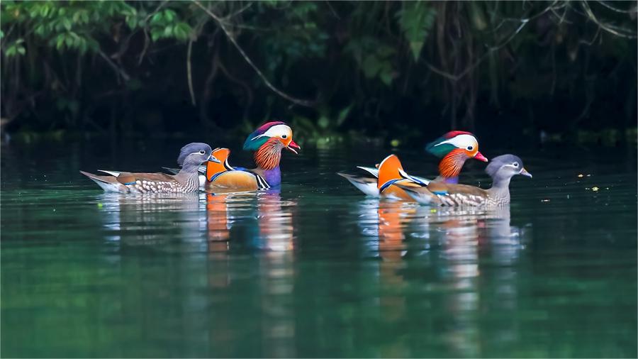 Charming encounter: Mandarin ducks courting