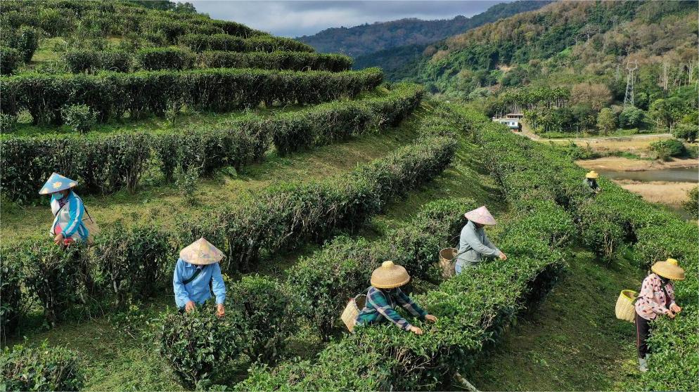 Farmers collect tea leaves in Wuzhishan, China's Hainan