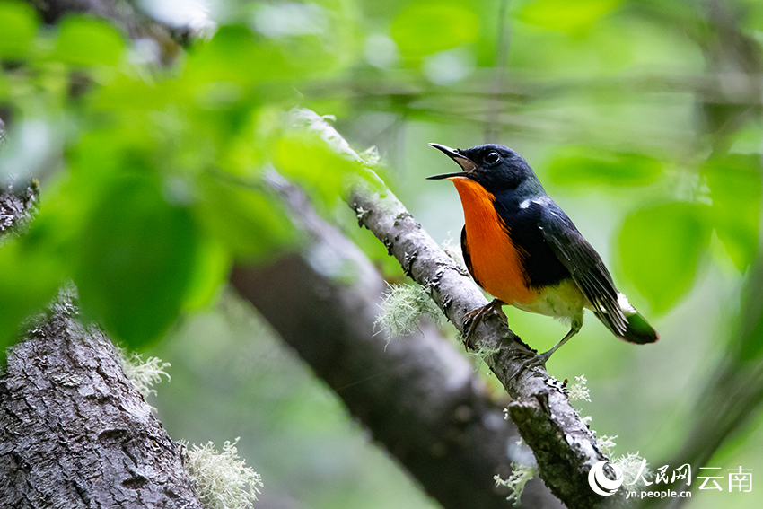 Winter int'l bird watching festival held in Shangri-La, SW China's Yunnan