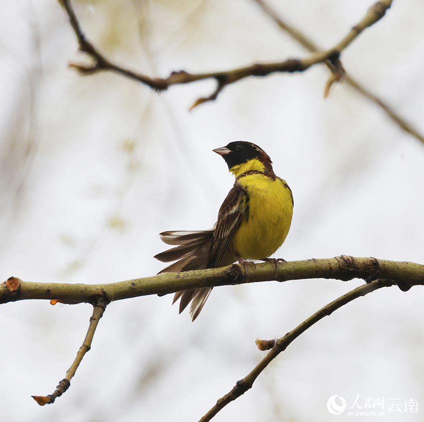 Winter int'l bird watching festival held in Shangri-La, SW China's Yunnan