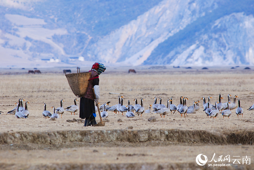 Winter int'l bird watching festival held in Shangri-La, SW China's Yunnan