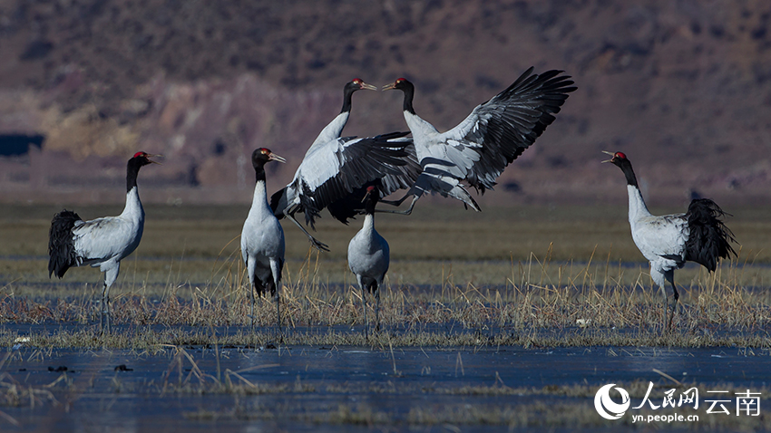 Winter int'l bird watching festival held in Shangri-La, SW China's Yunnan