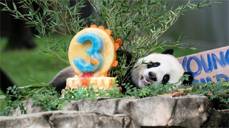 Giant panda testing the water