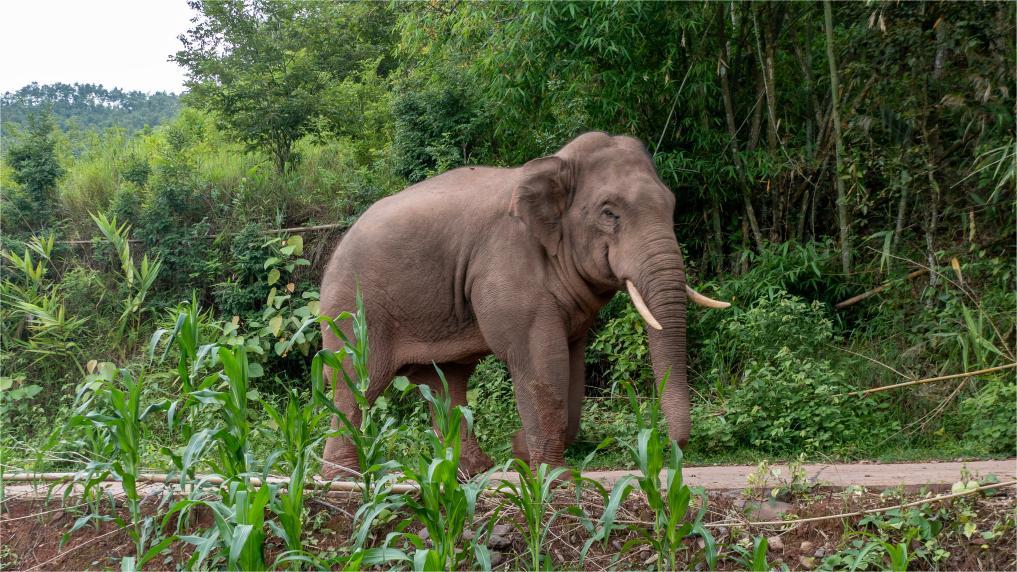 Playful baby elephant annoys impatient sister
