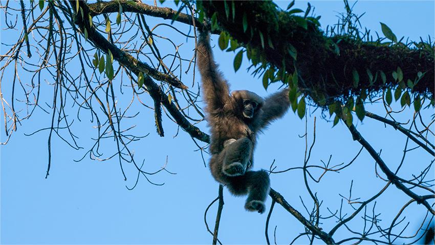 New distribution area of Gaoligong hoolock gibbon found in SW China's Yunnan