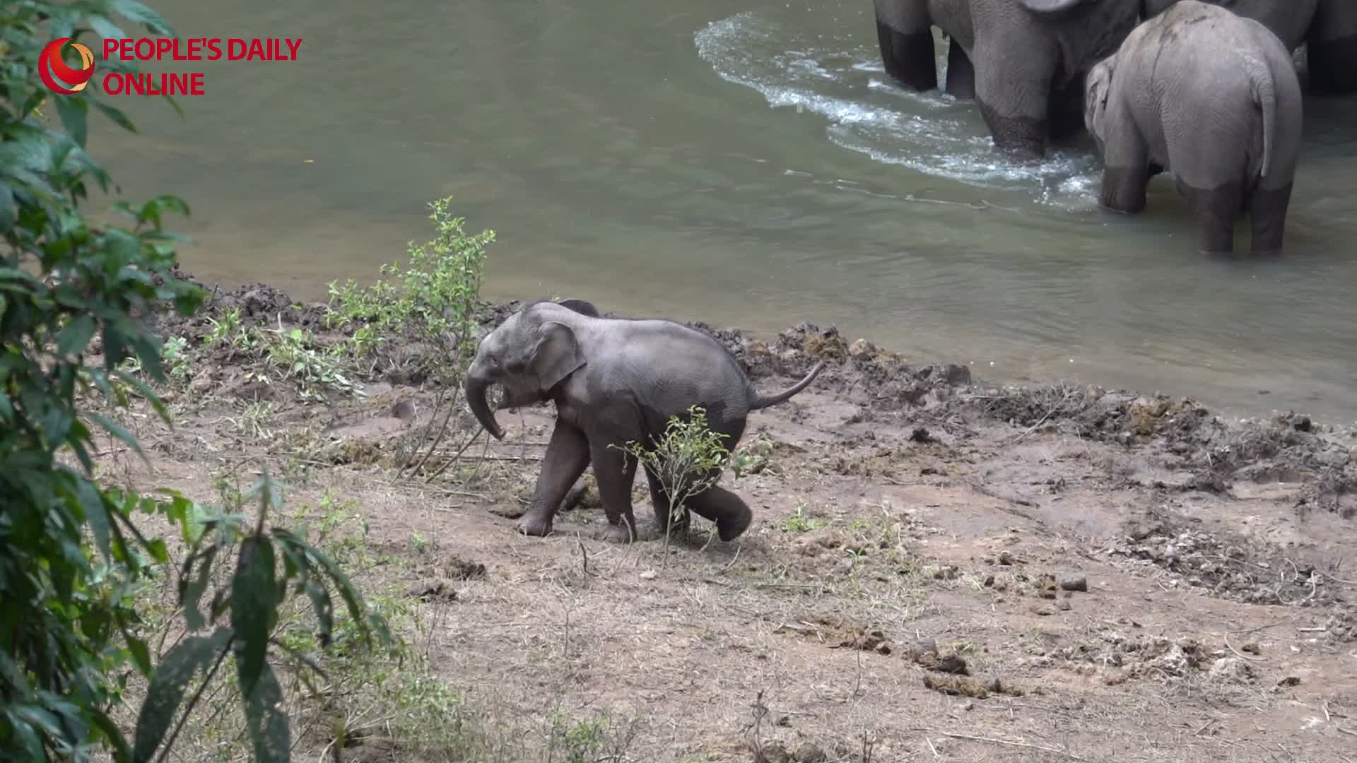 Stubbornly playful! Young elephant's refusal to join herd in water frustrates elder