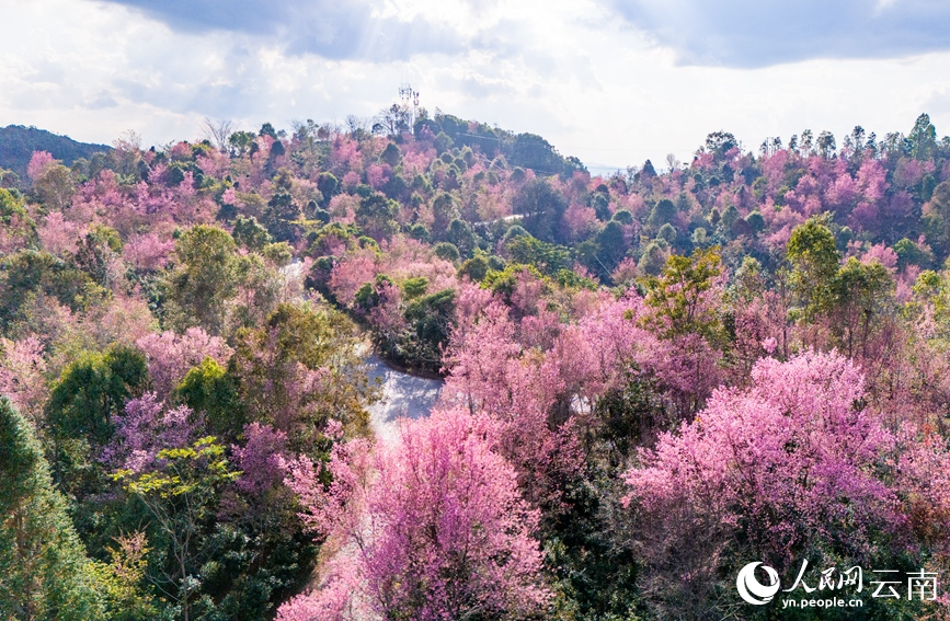 Cherry blossoms adorn winter in SW China's Yunnan