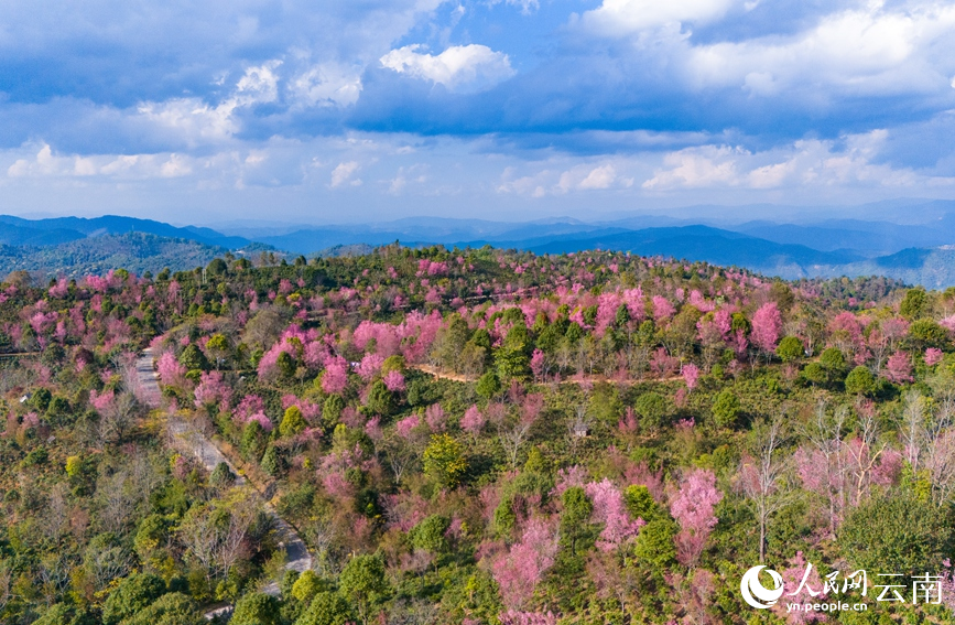 Cherry blossoms adorn winter in SW China's Yunnan