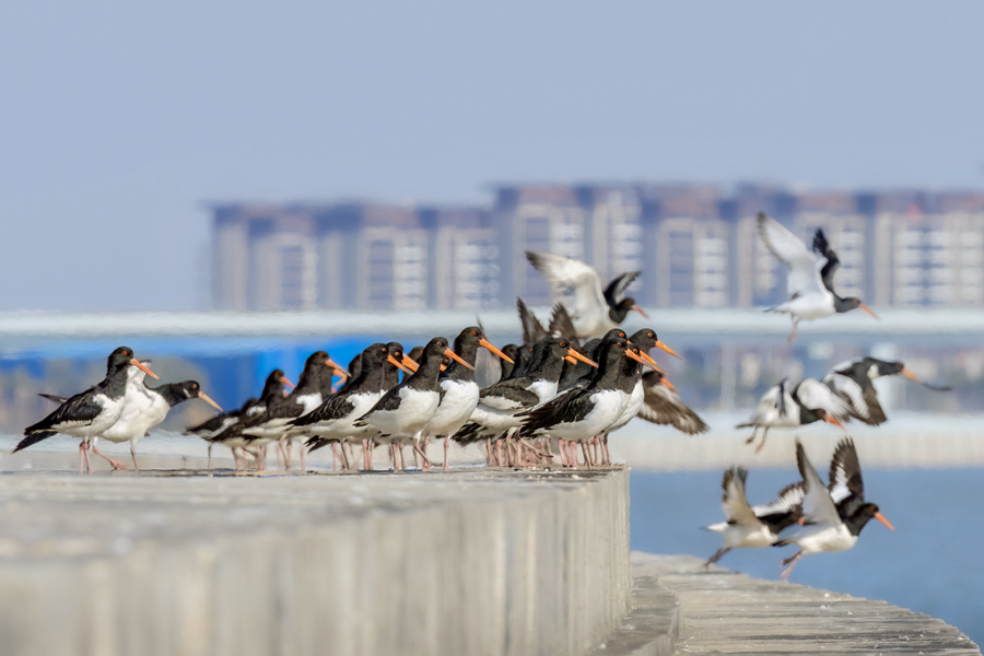 Eurasian oystercatchers spotted in Xiamen, SE China's Fujian