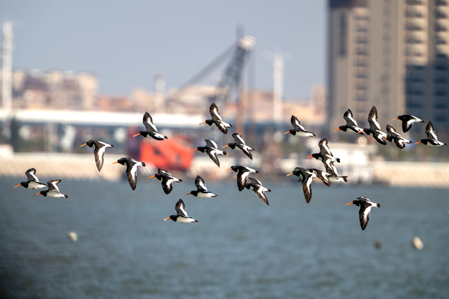 Eurasian oystercatchers spotted in Xiamen, SE China's Fujian