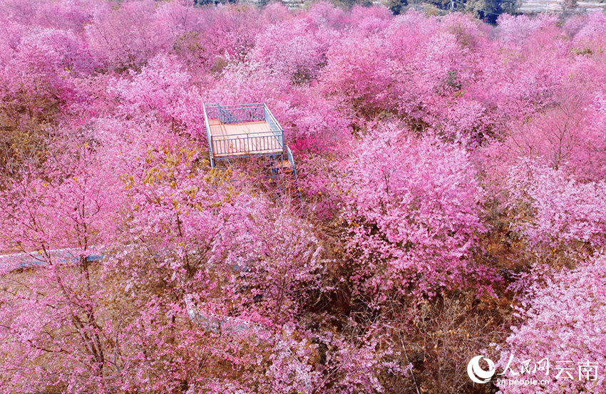 In pics: Cherry flowers in full bloom in SW China's Yunnan