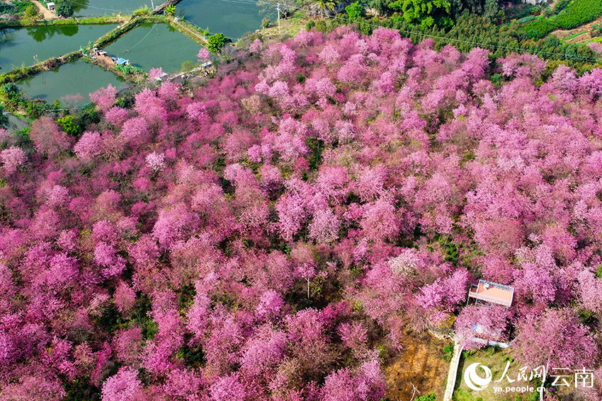 In pics: Cherry flowers in full bloom in SW China's Yunnan