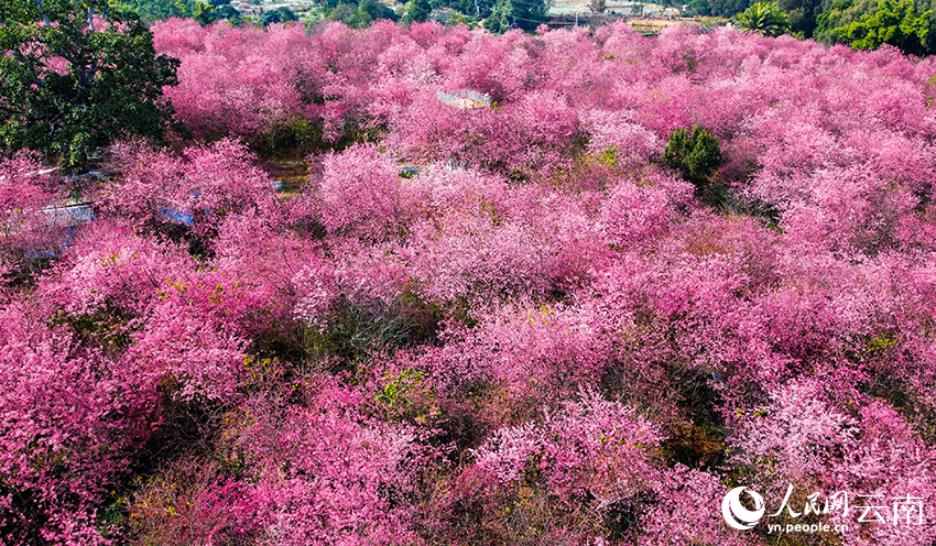 In pics: Cherry flowers in full bloom in SW China's Yunnan