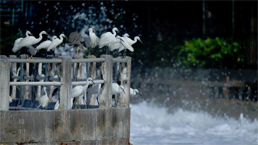 In pics: Egrets rest at Yundang Lake in Xiamen, SE China's Fujian