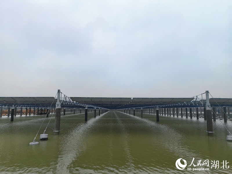 Hybrid solar plant and fish farm in C China's Hubei offers environmental, economic gains