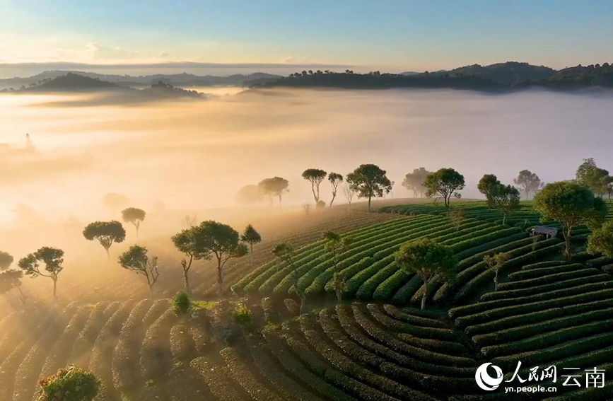 In pics: Picturesque misty scenery of tea gardens in SW China's Yunnan