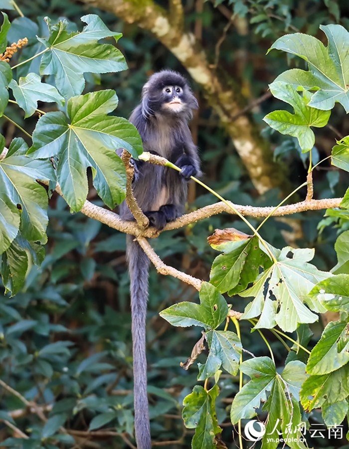 Phayre's leaf monkeys spotted in Lushi, SW China's Yunnan