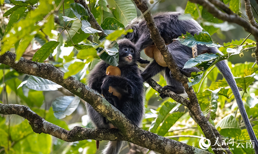 Phayre's leaf monkeys spotted in Lushi, SW China's Yunnan