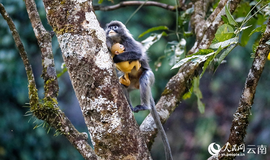 Phayre's leaf monkeys spotted in Lushi, SW China's Yunnan