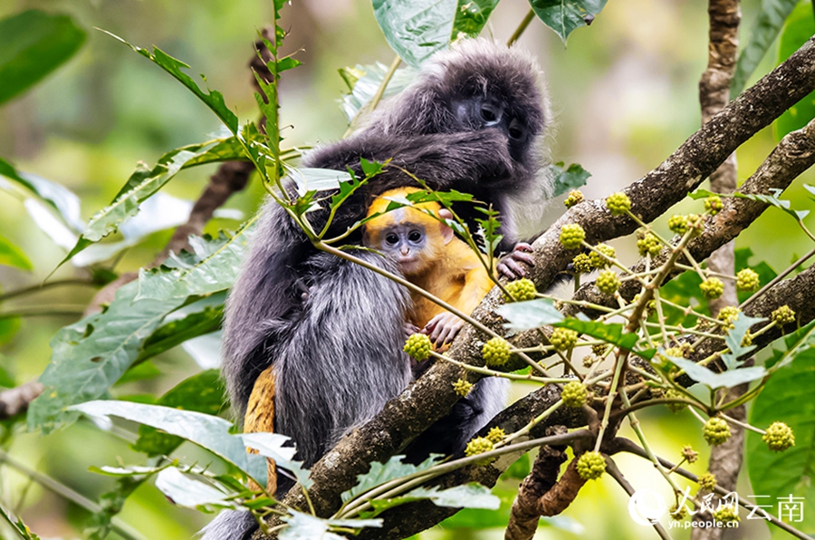 Phayre's leaf monkeys spotted in Lushi, SW China's Yunnan
