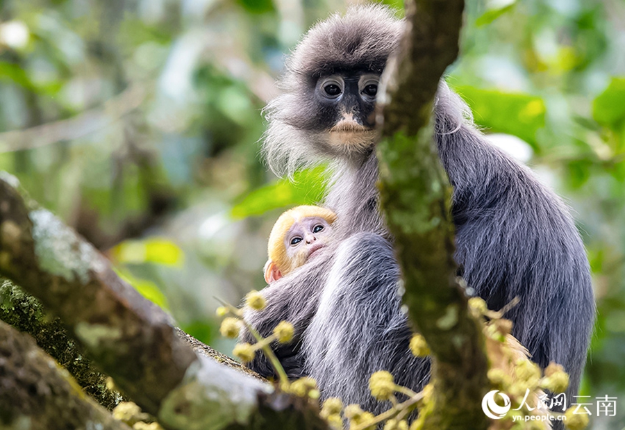 Phayre's leaf monkeys spotted in Lushi, SW China's Yunnan