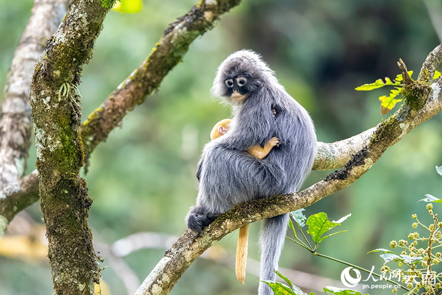 Phayre's leaf monkeys spotted in Lushi, SW China's Yunnan