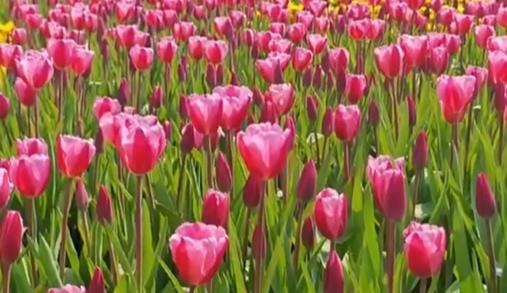 Tulips bring color to Spring Festival at Xiamen expo garden